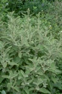 Sage-Tree Phlomis - Phlomis fruticosa - Зопник кустарниковый